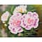 Diamond Dotz® Romantic Pink Peonies Diamond Painting Kit